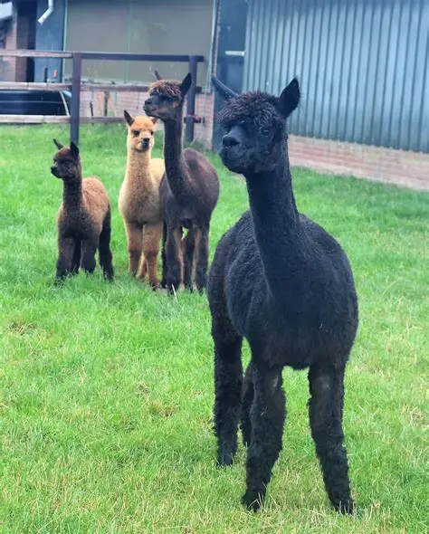 Alpaca