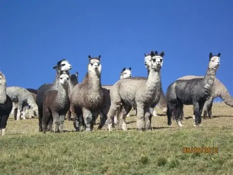 Alpaca