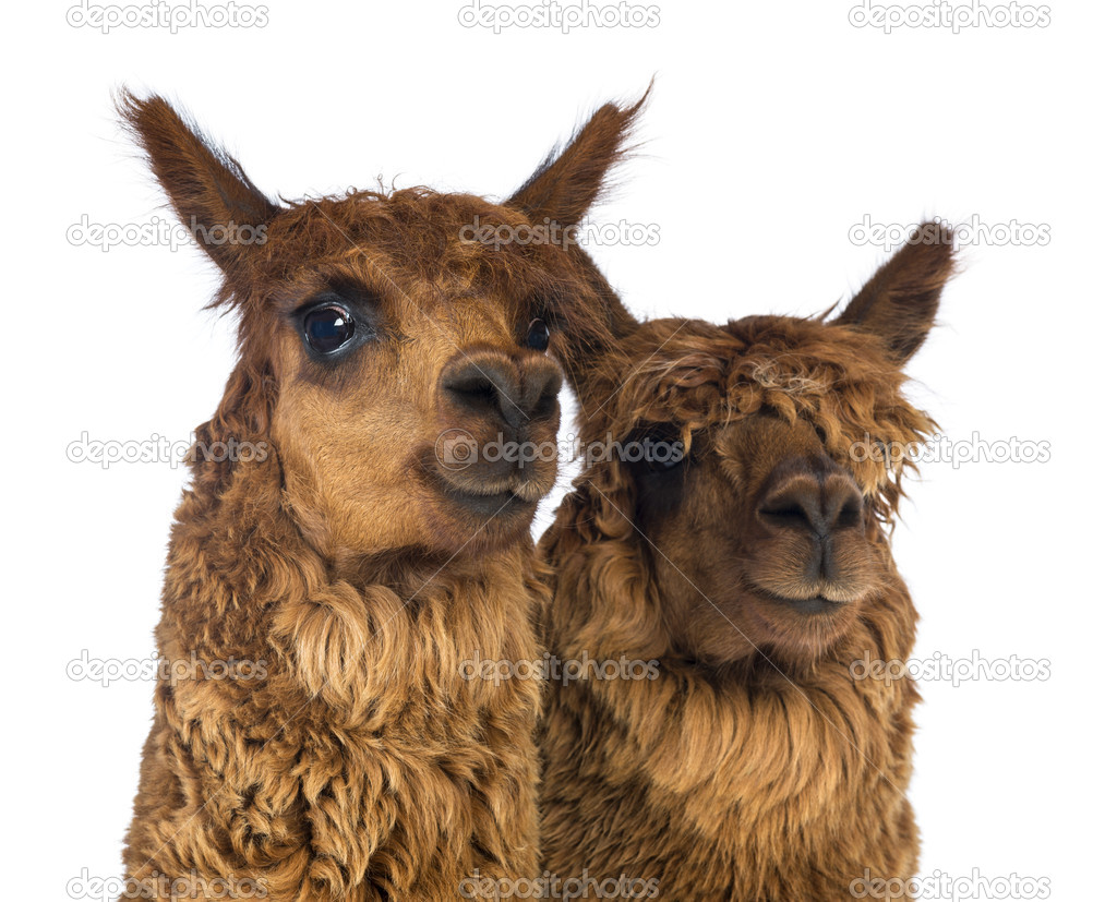 Alpaca