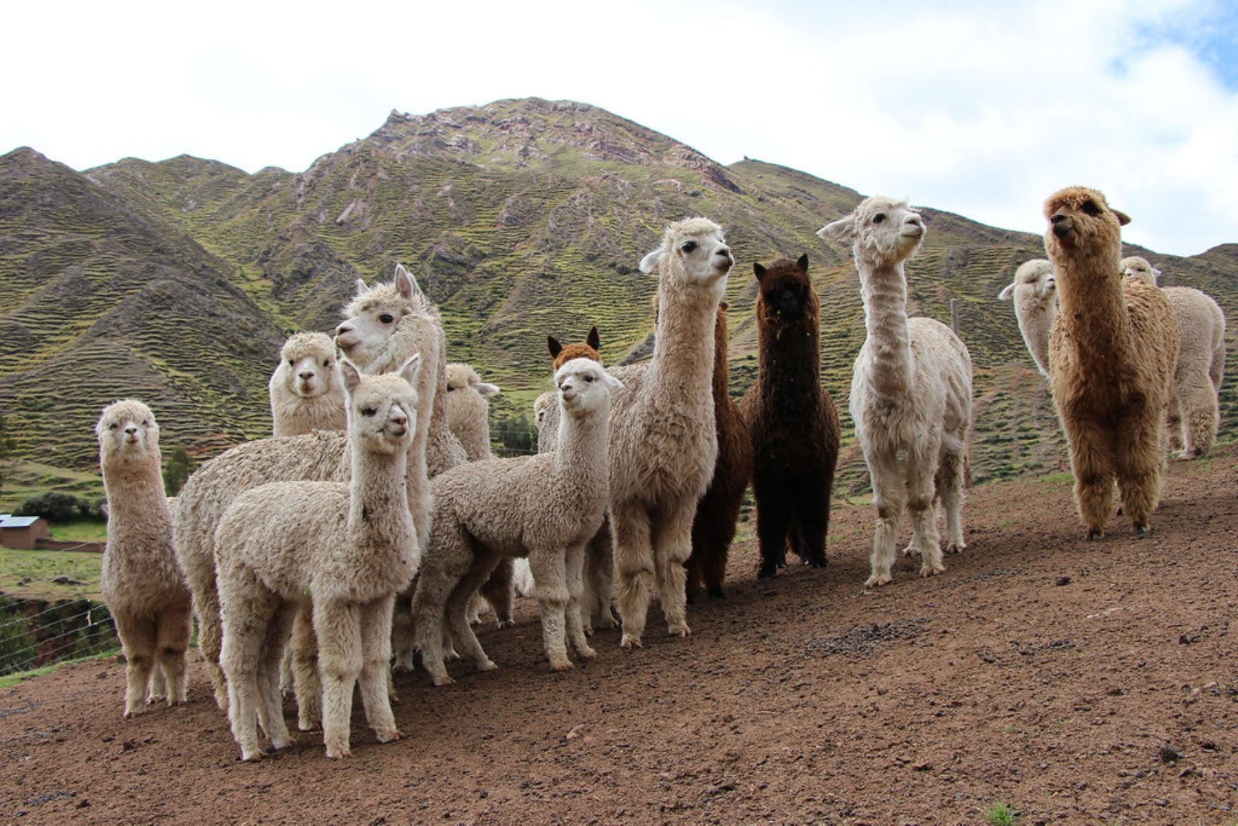 Alpaca