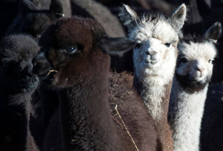 Alpaca