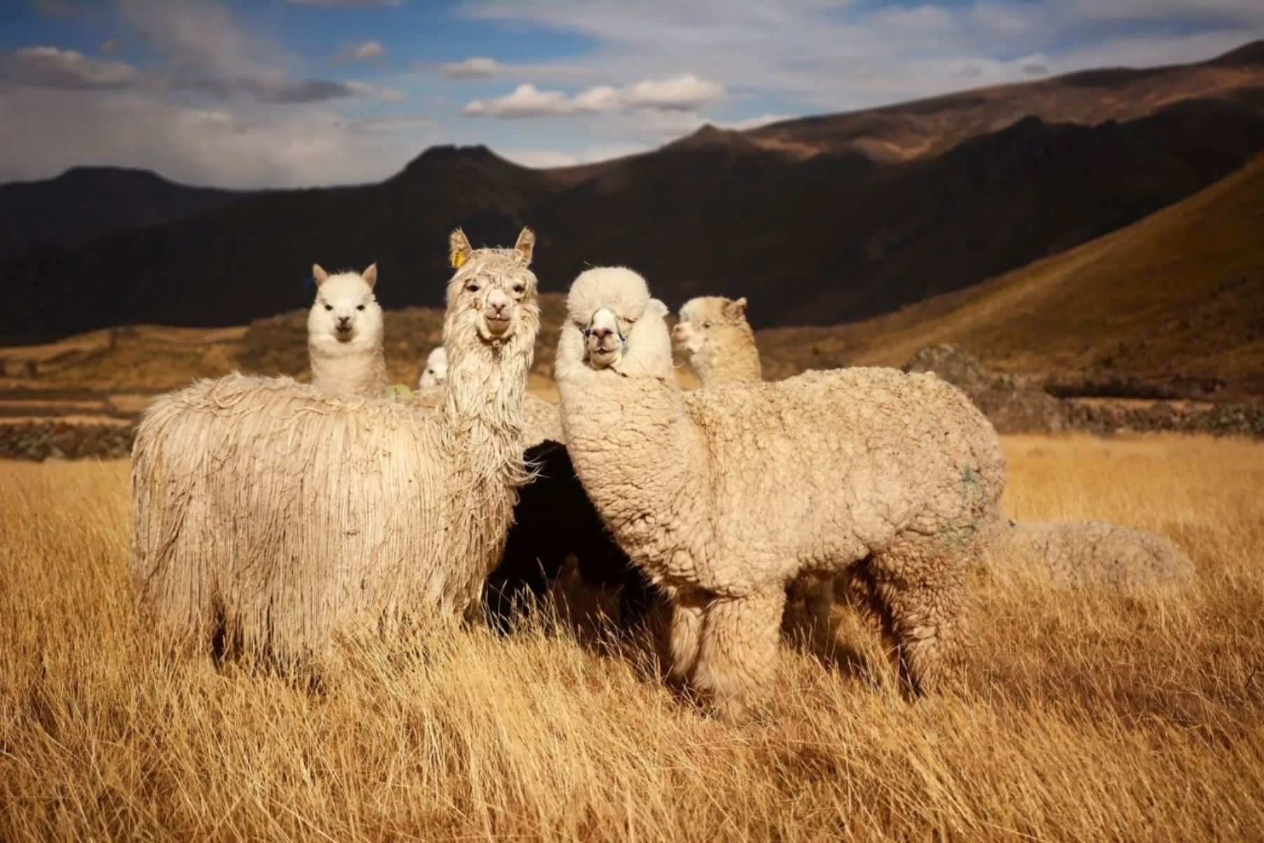Alpaca