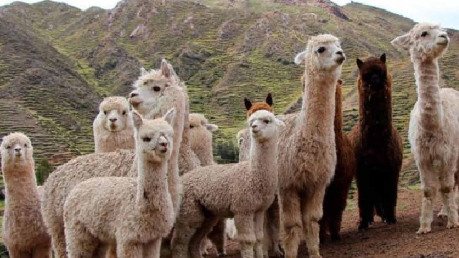 Alpaca