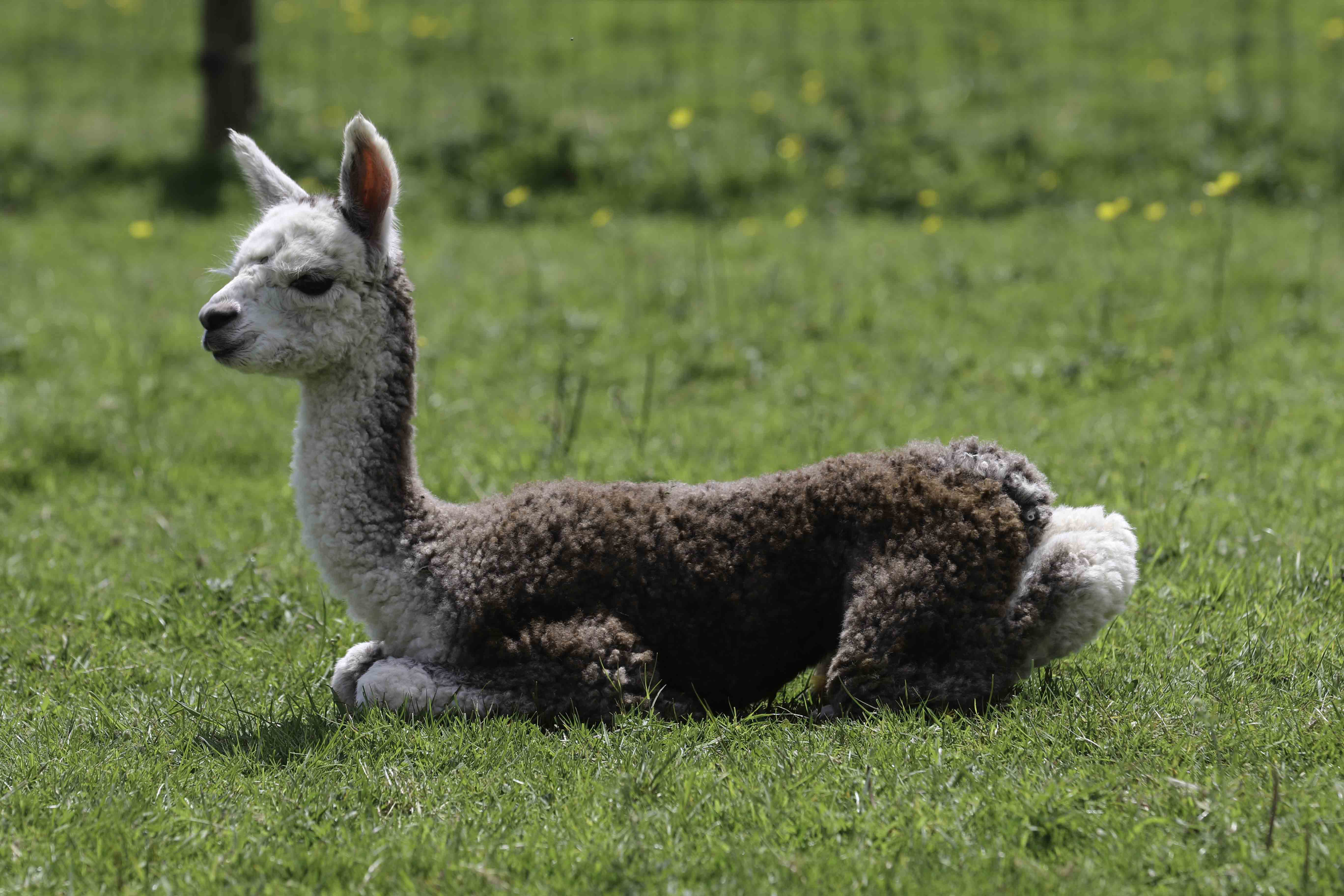 Alpaca