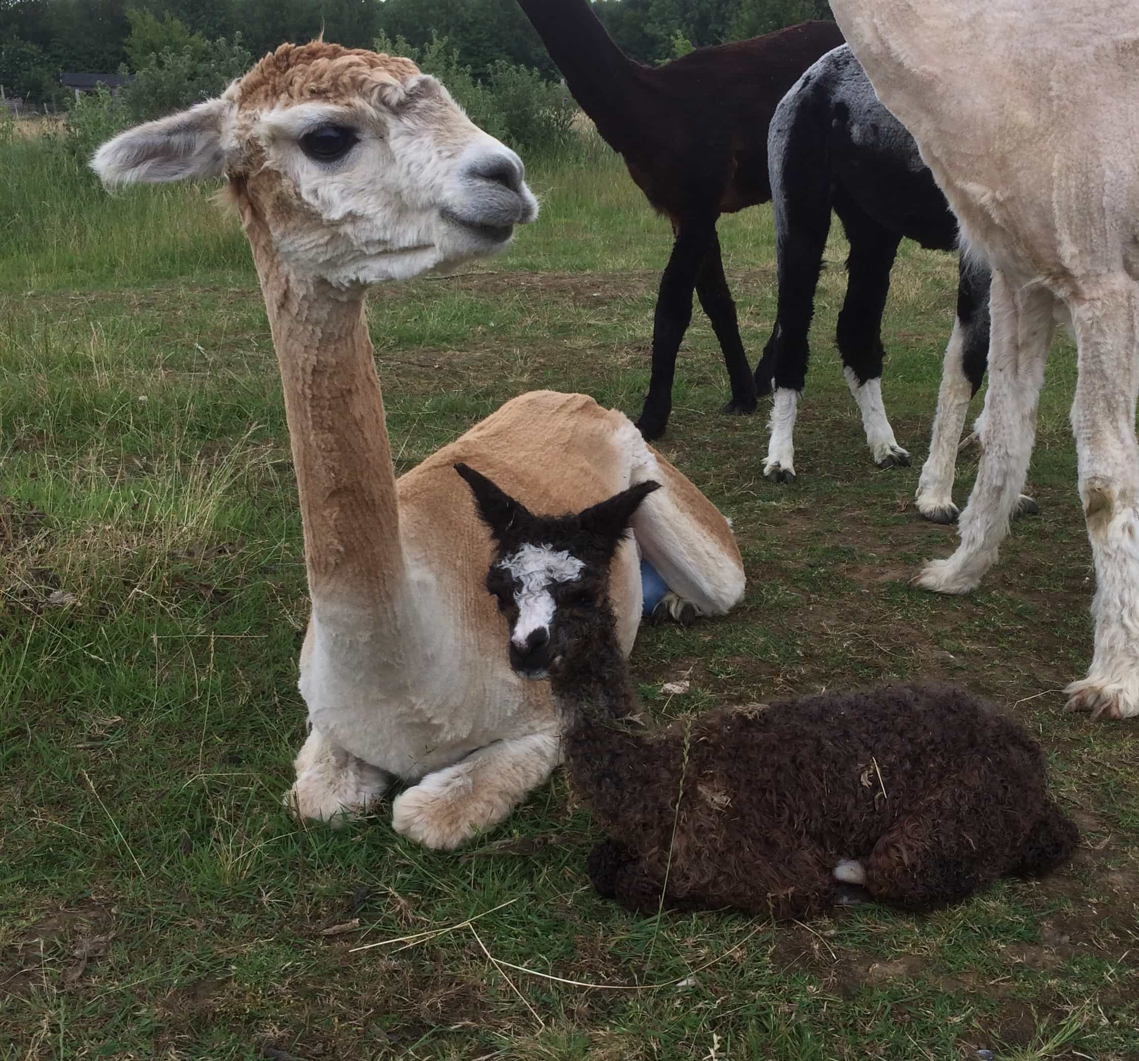 Alpaca