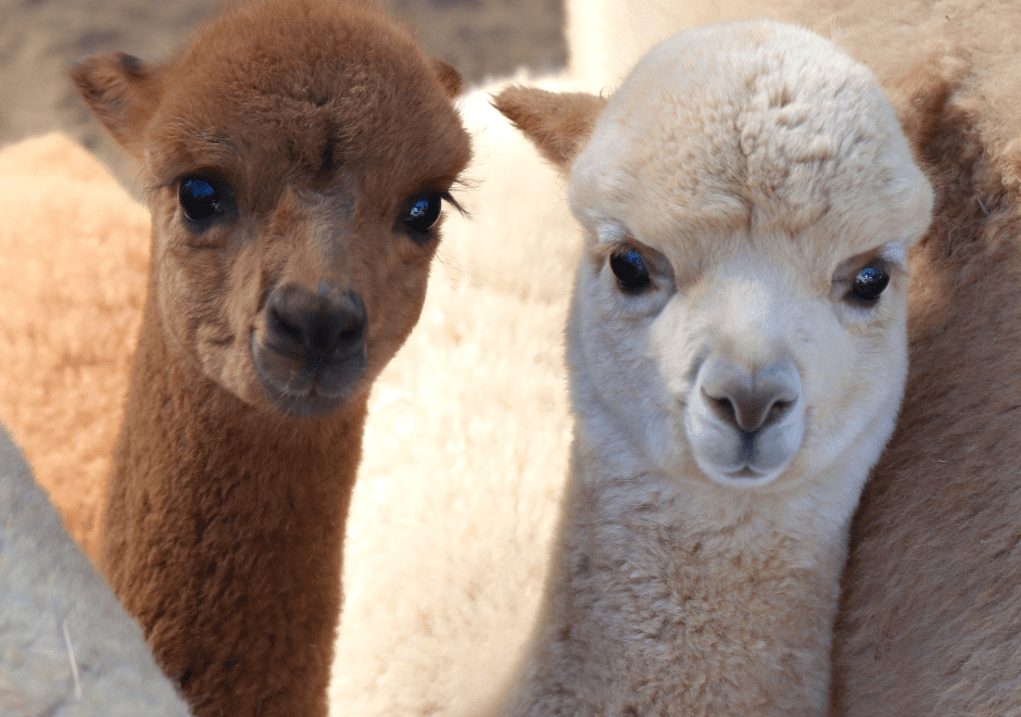 Alpaca