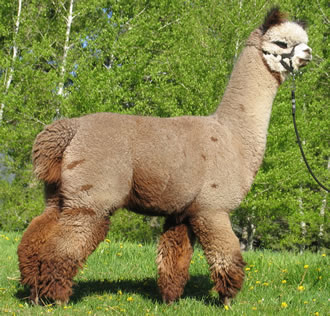 Alpaca