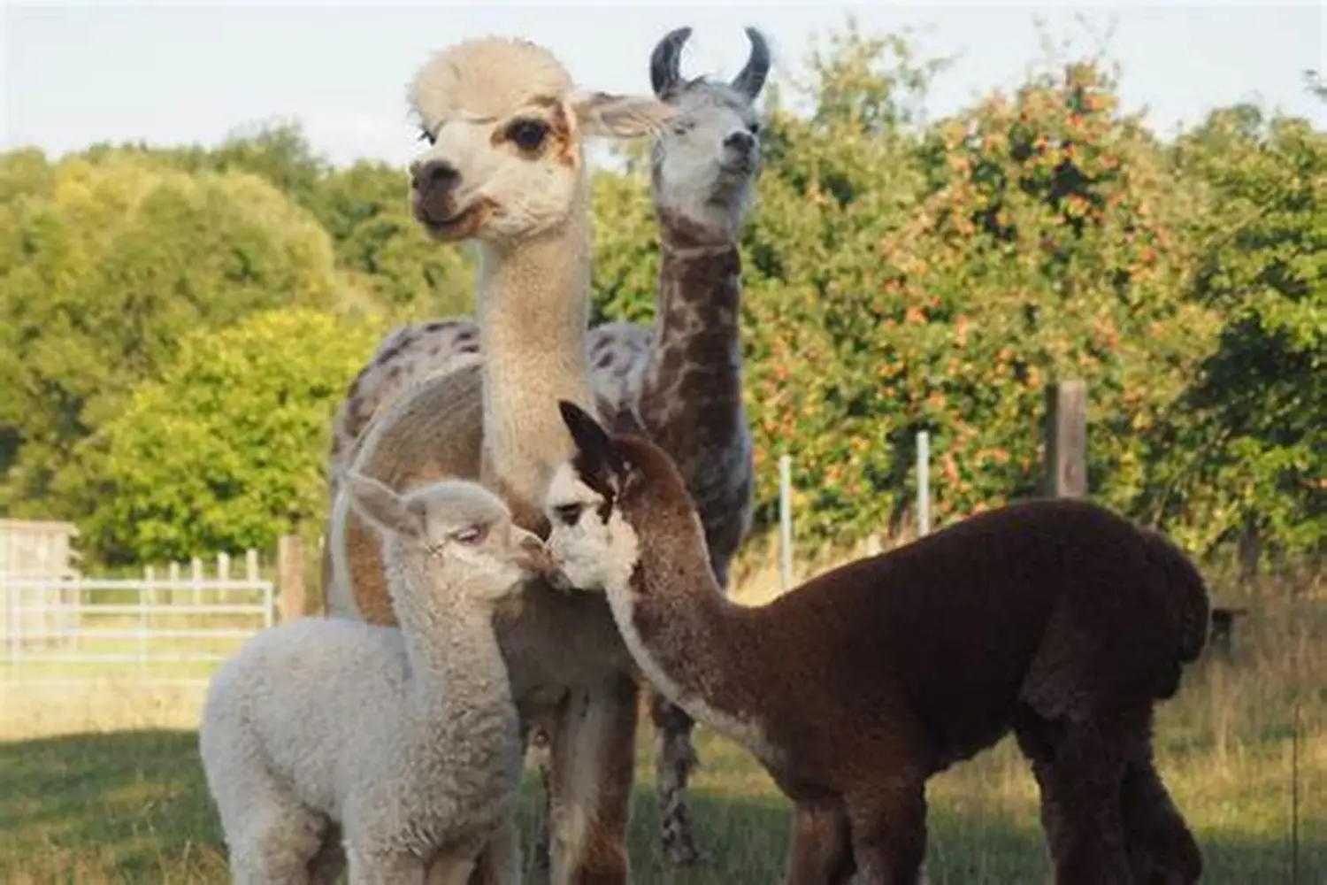 Alpaca