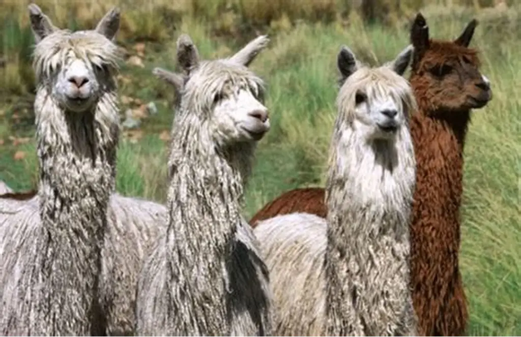 Alpaca