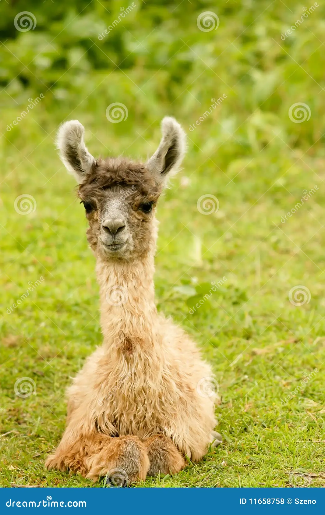 Alpaca