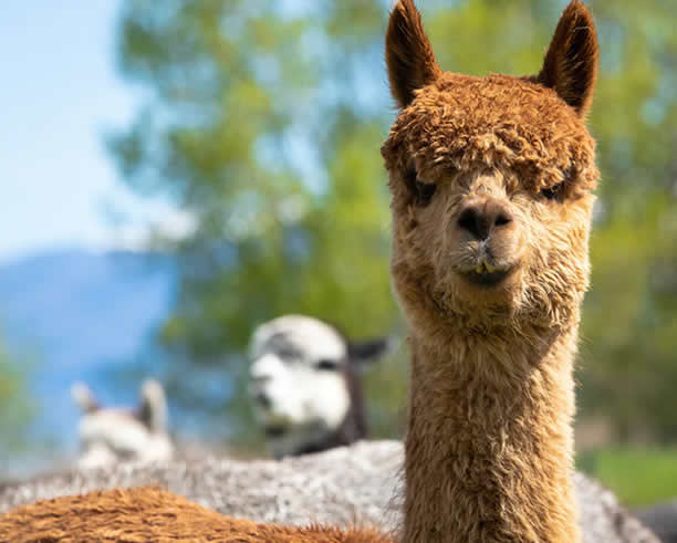 Alpaca