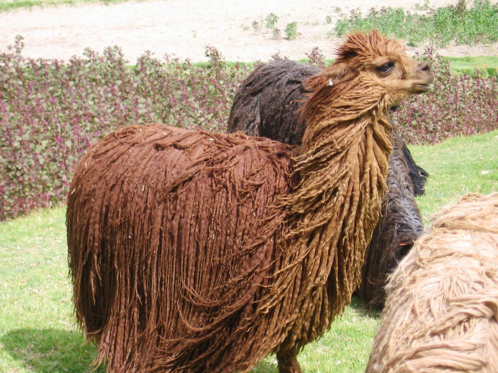 Alpaca