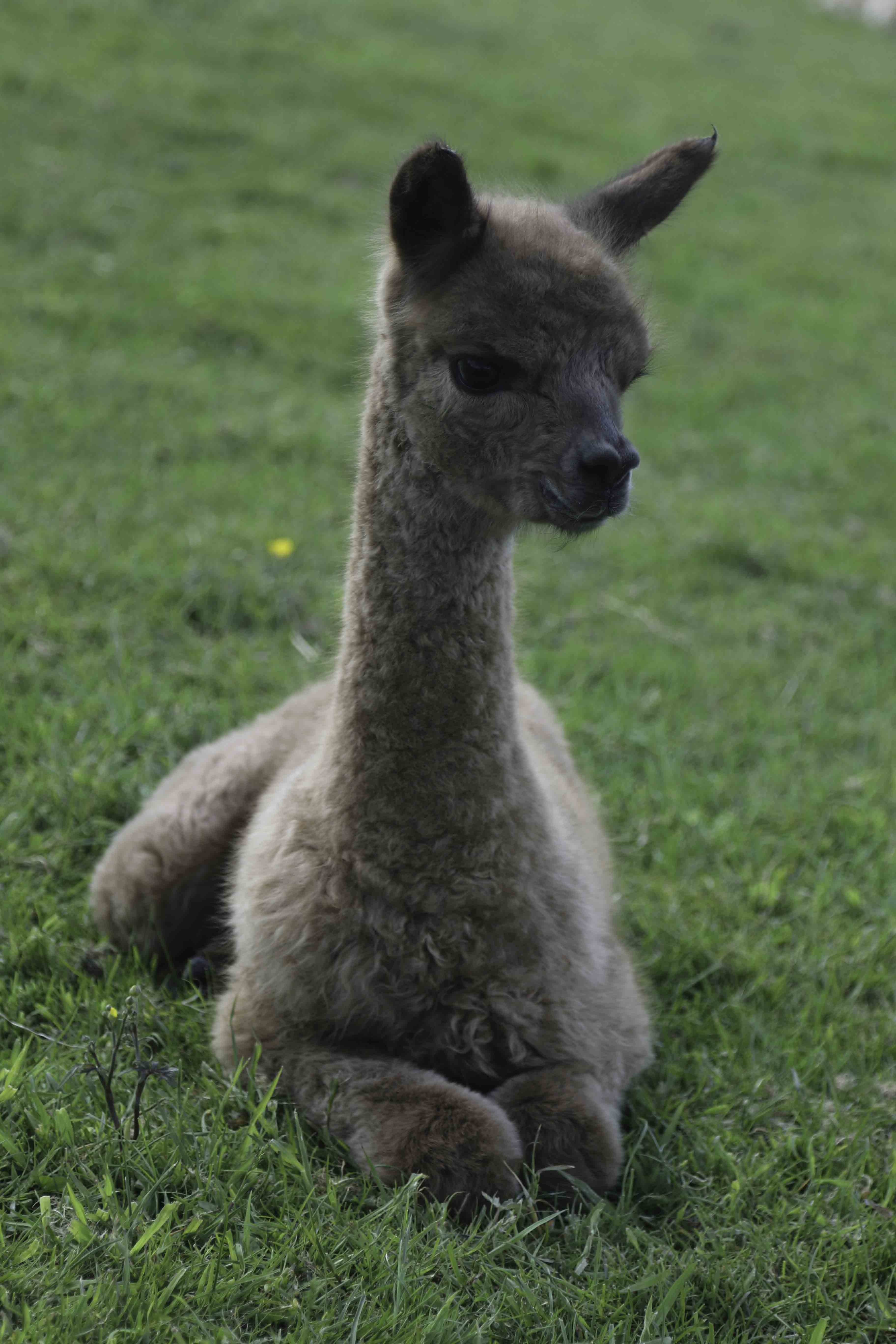 Alpaca