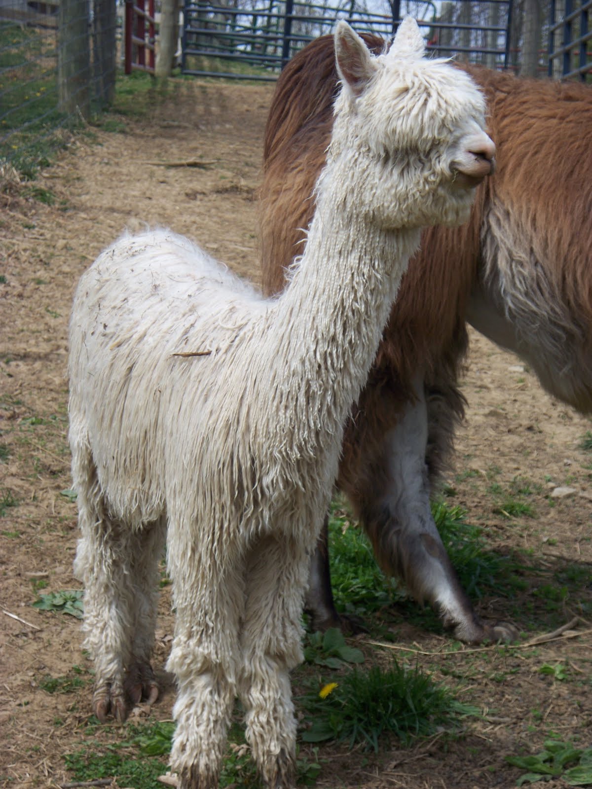Alpaca