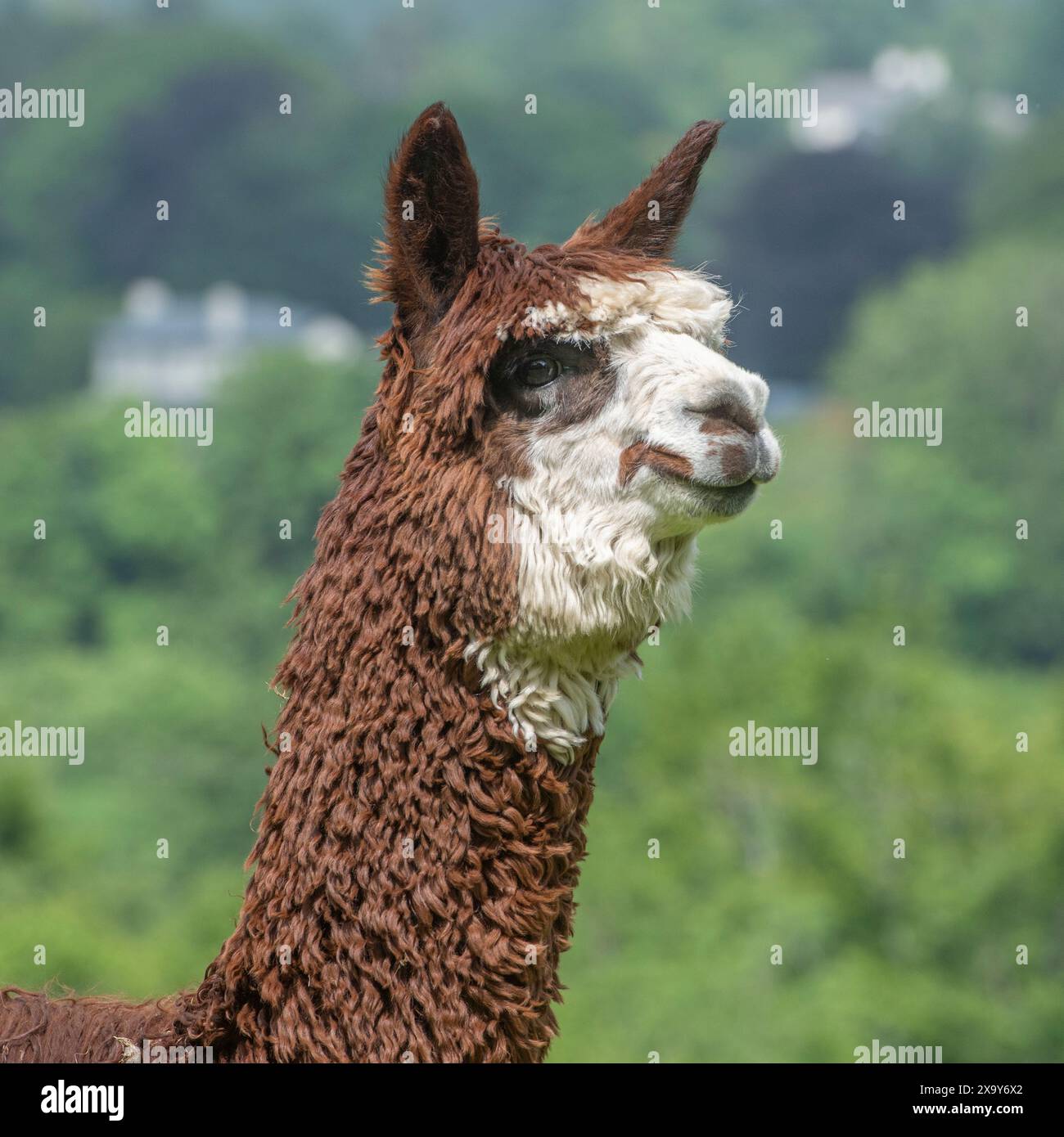 Alpaca