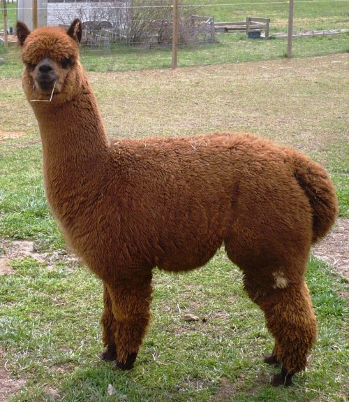Alpaca