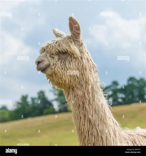 Alpaca