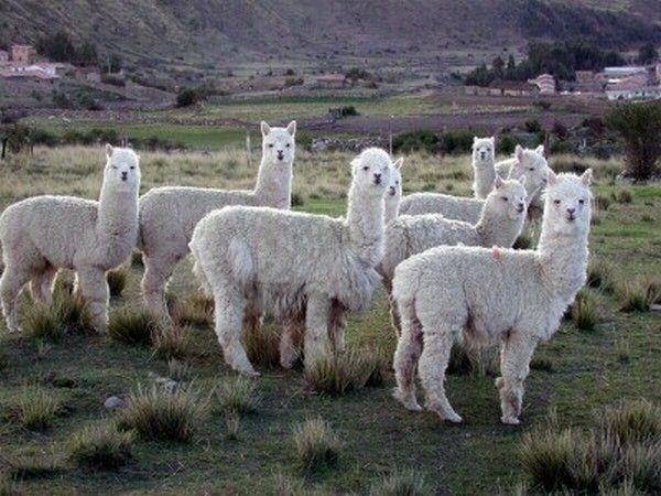 Alpaca