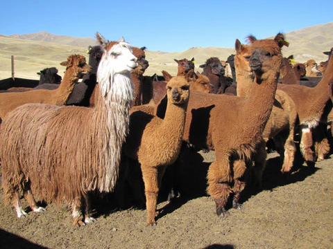Alpaca
