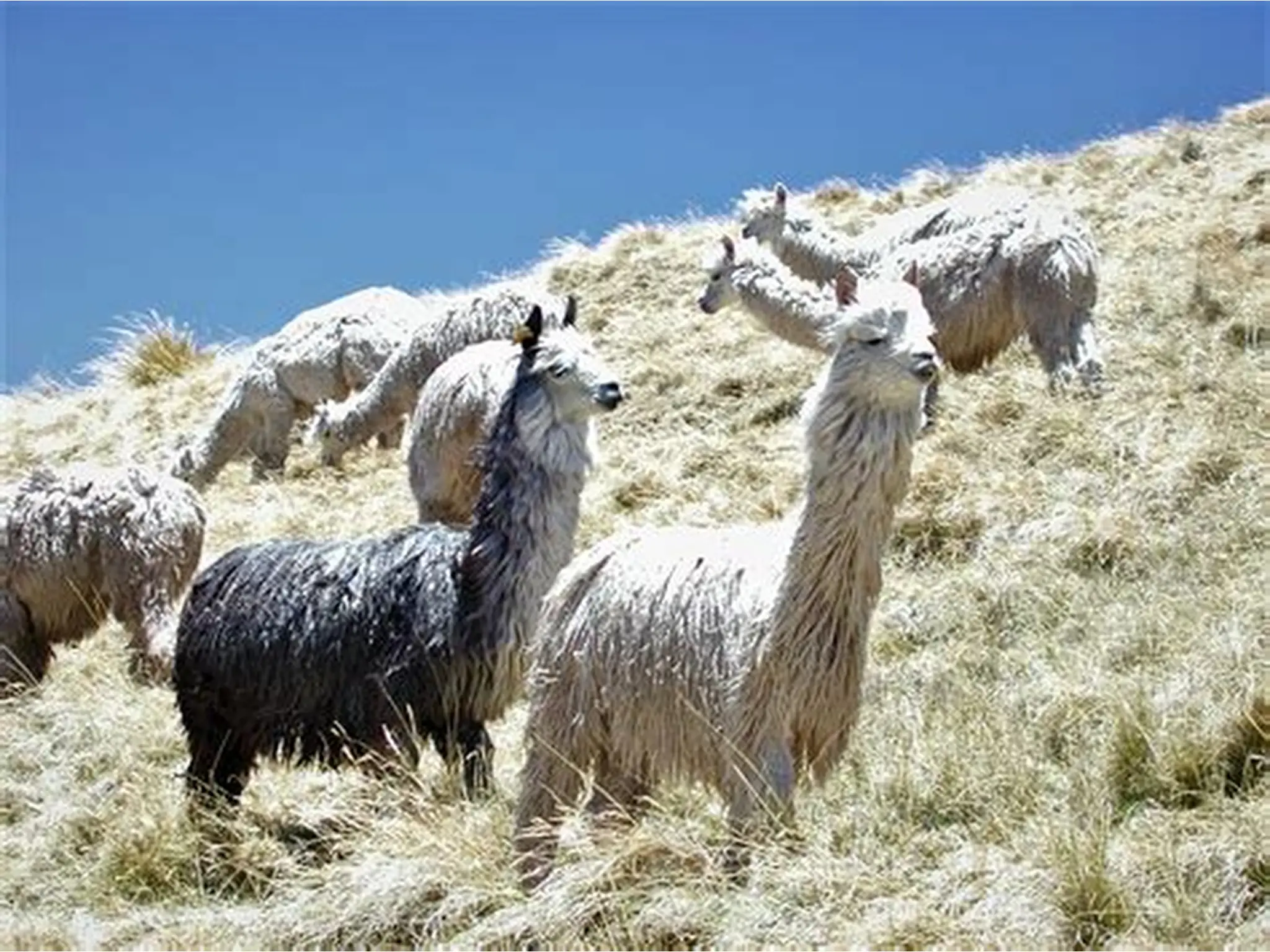 Alpaca