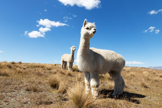 Alpaca