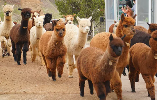 Alpaca