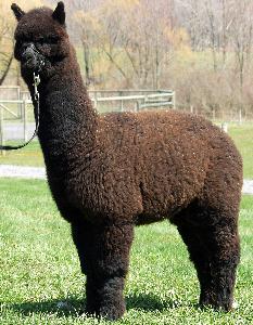 Alpaca