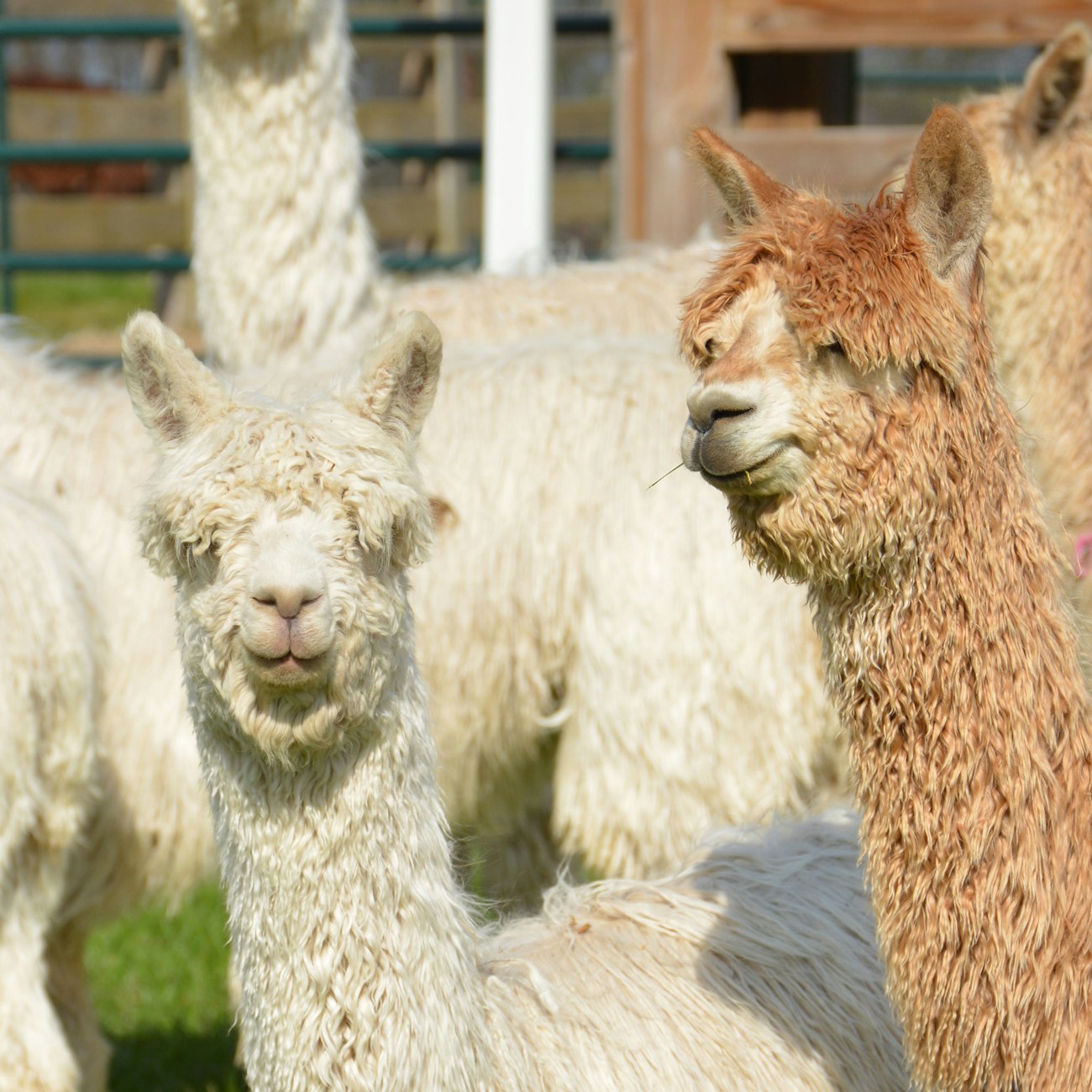 Alpaca