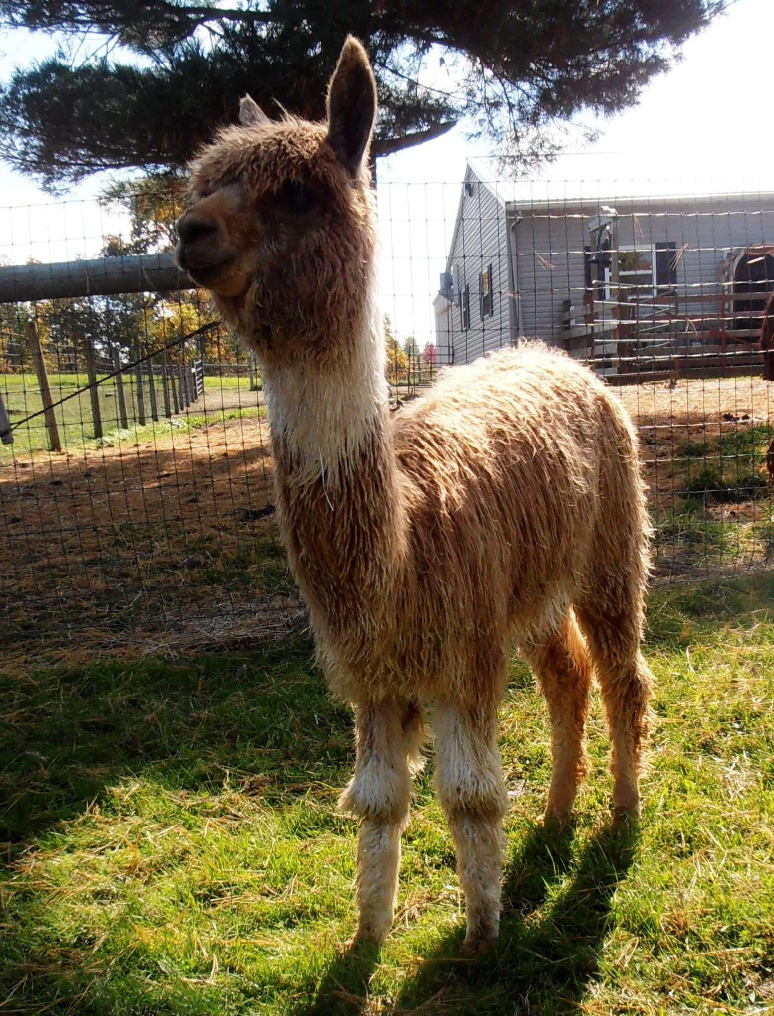 Alpaca