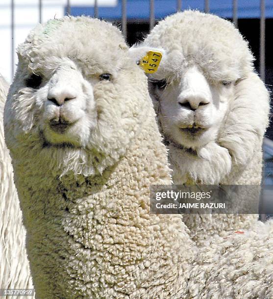 Alpaca