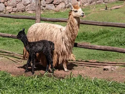 Alpaca