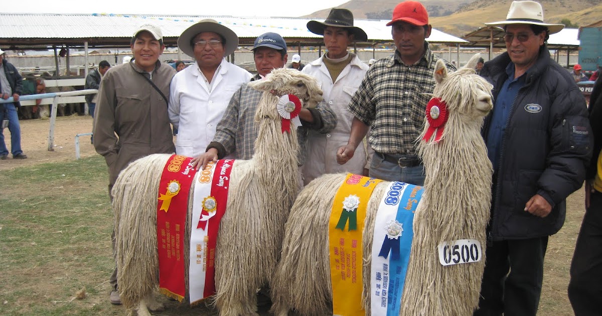 Alpaca