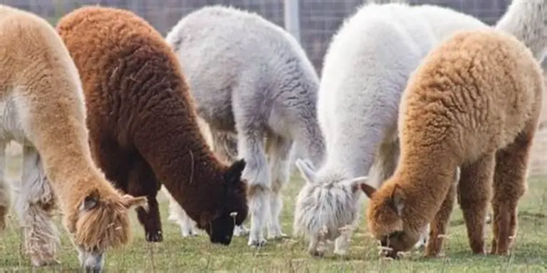 Alpaca