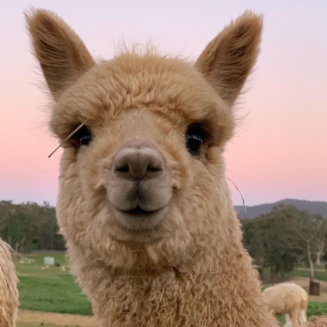 Alpaca