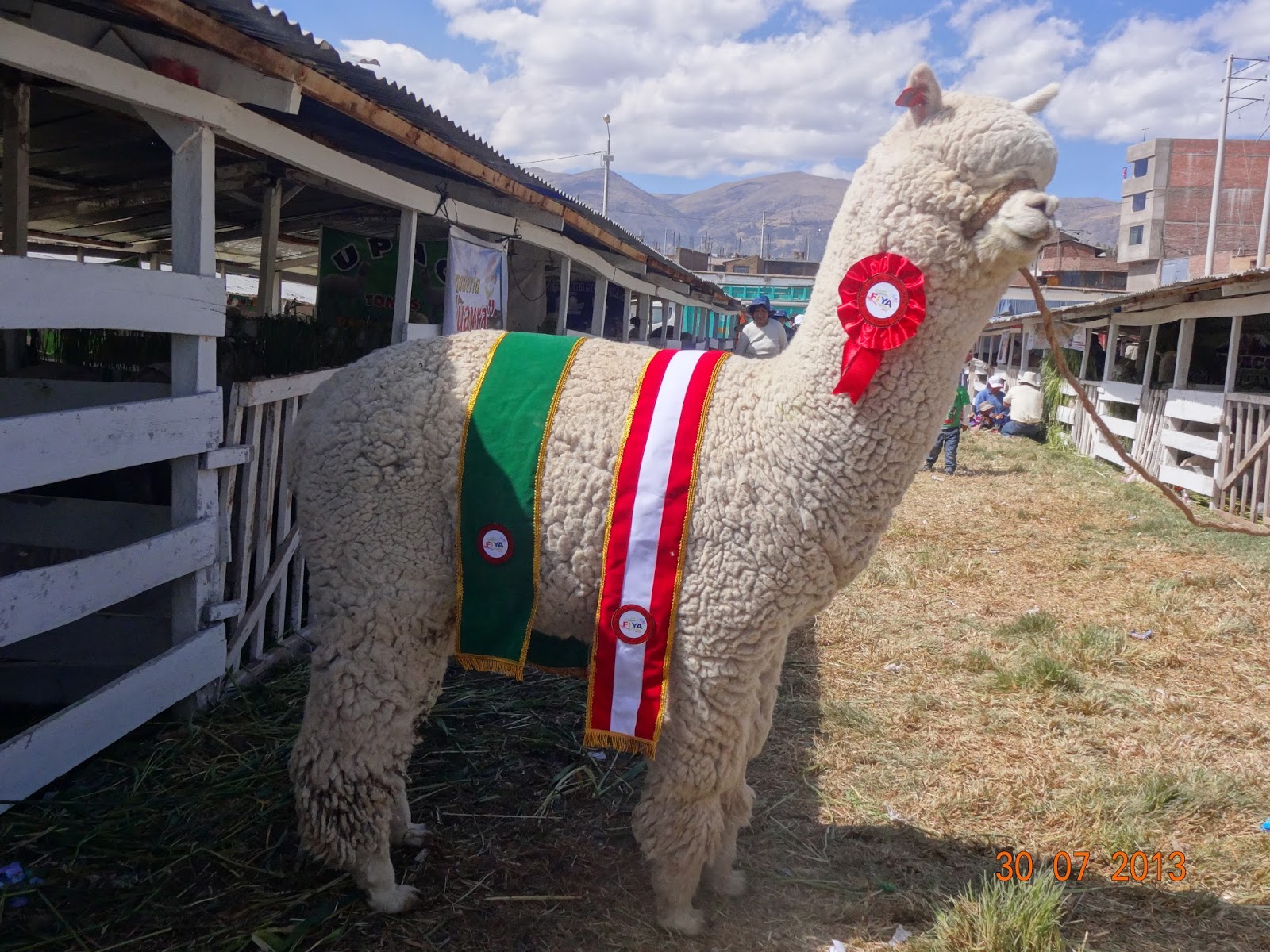 Alpaca