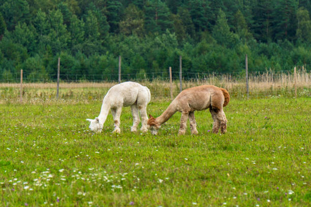Alpaca