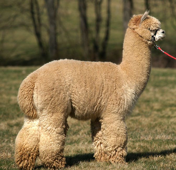 Alpaca