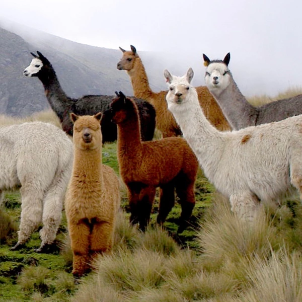 Alpaca
