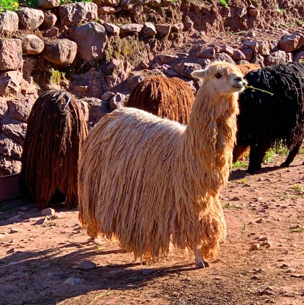 Alpaca