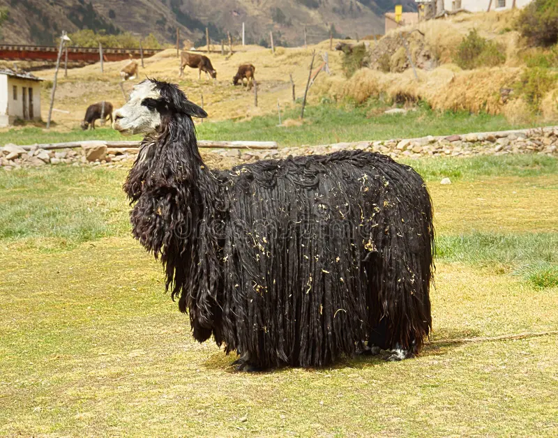 Alpaca