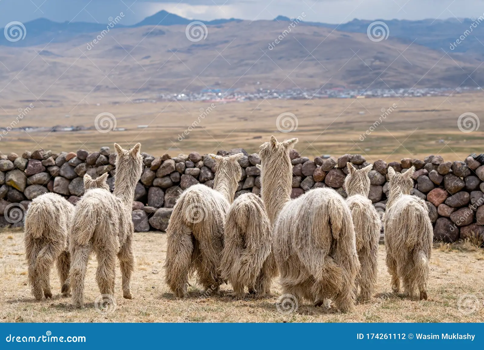 Alpaca