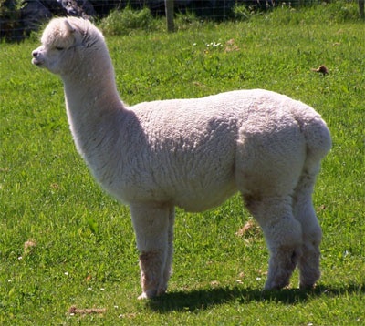 Alpaca
