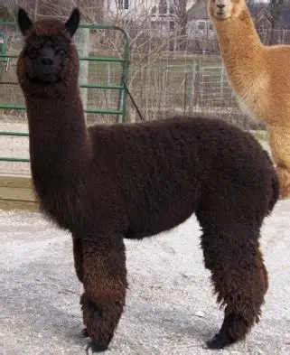 Alpaca