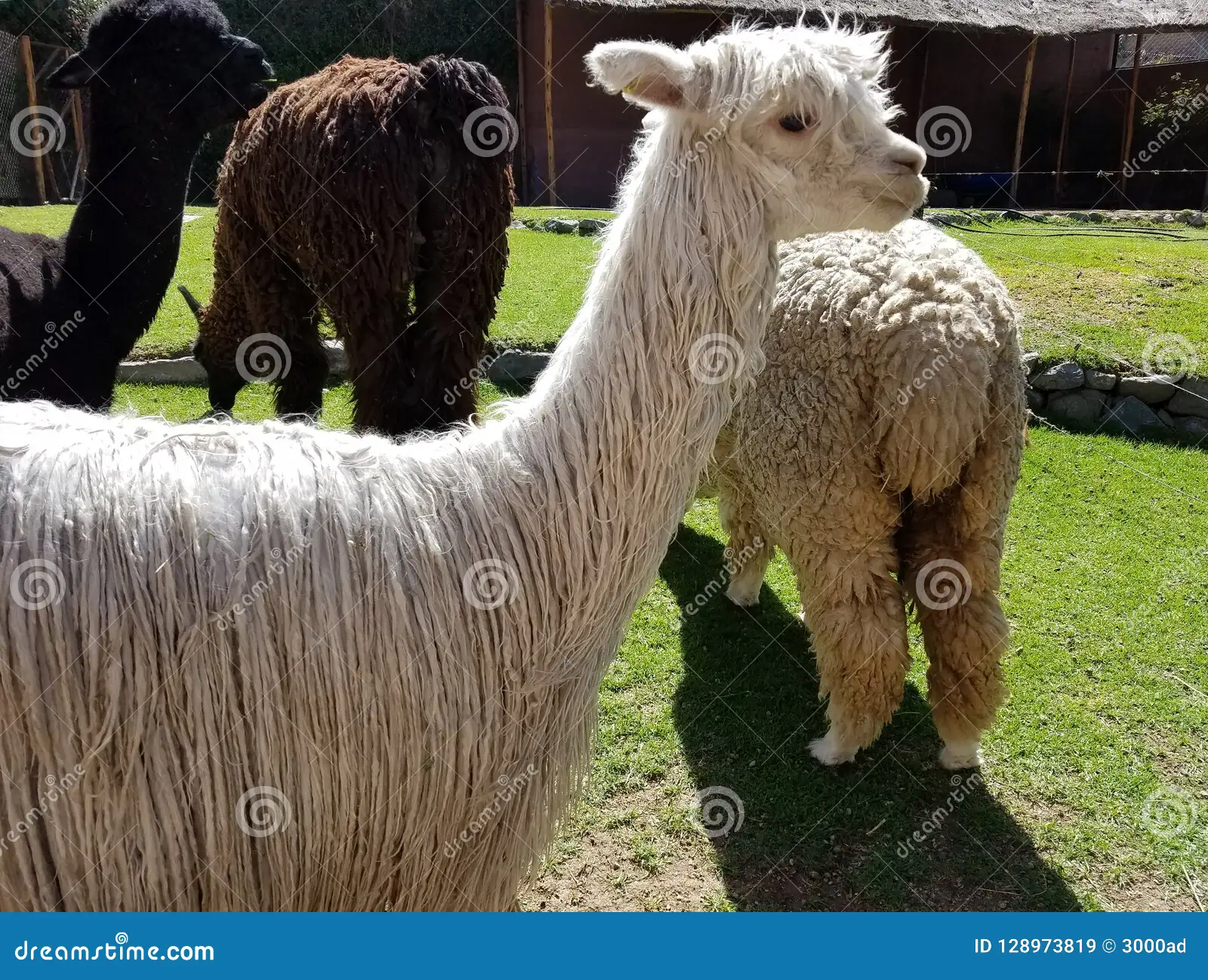 Alpaca