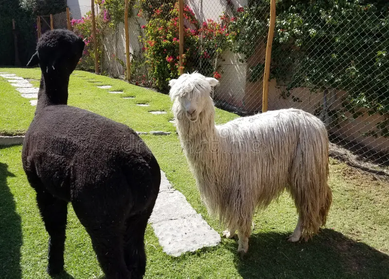 Alpaca
