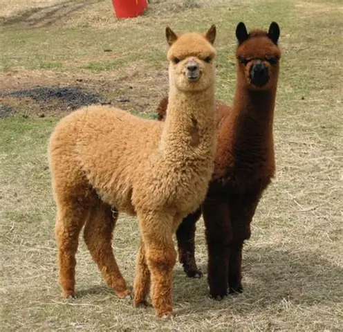 Alpaca