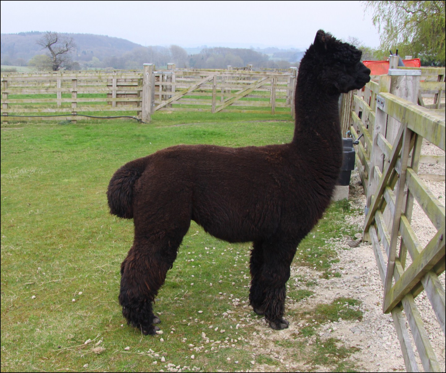 Alpaca
