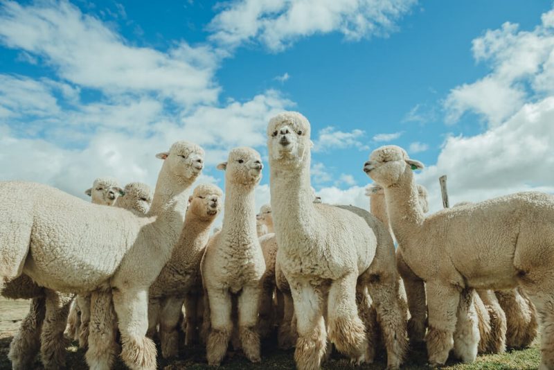 Alpaca