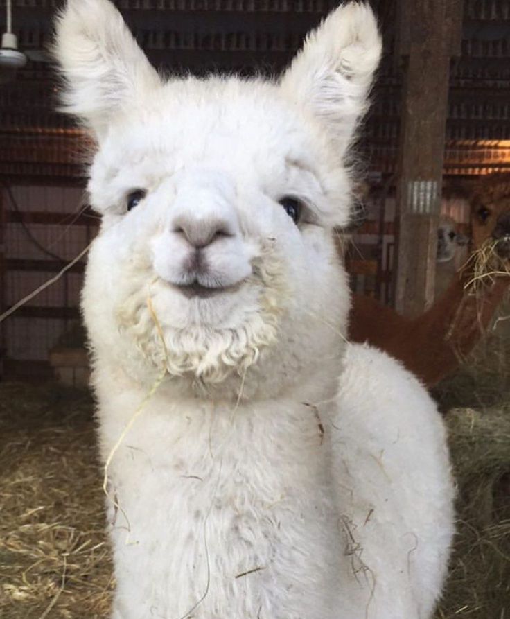 Alpaca