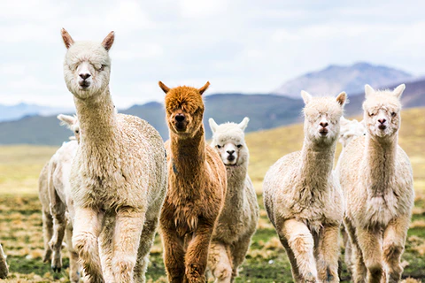 Alpaca